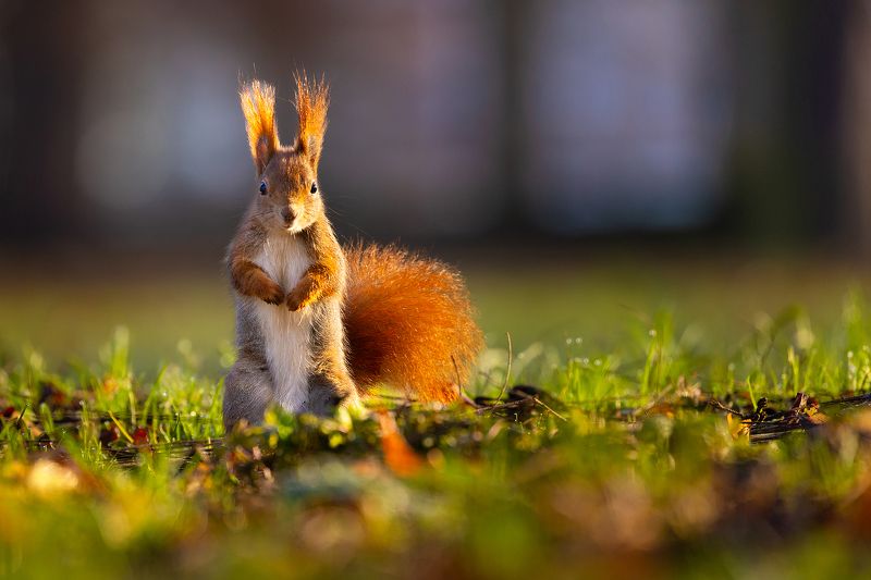 Squirrelphoto preview