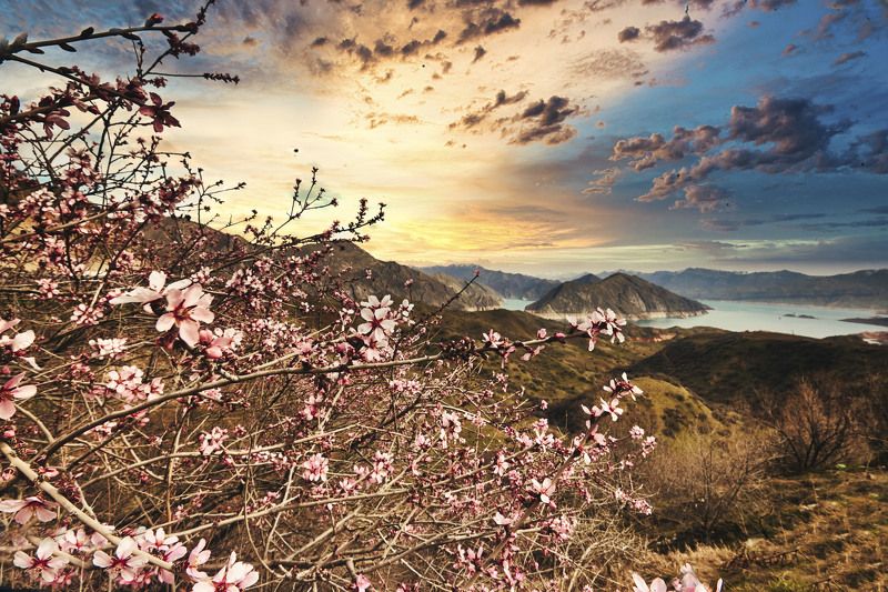 Цветет миндаль. Утро. Перевал Шар-Шар - Нурек Таджикистанphoto preview