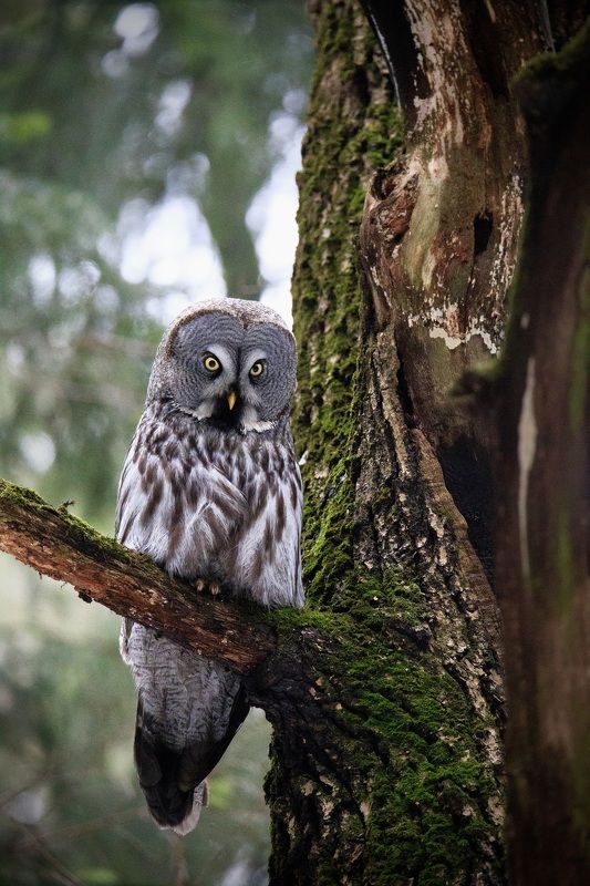 В дозореphoto preview