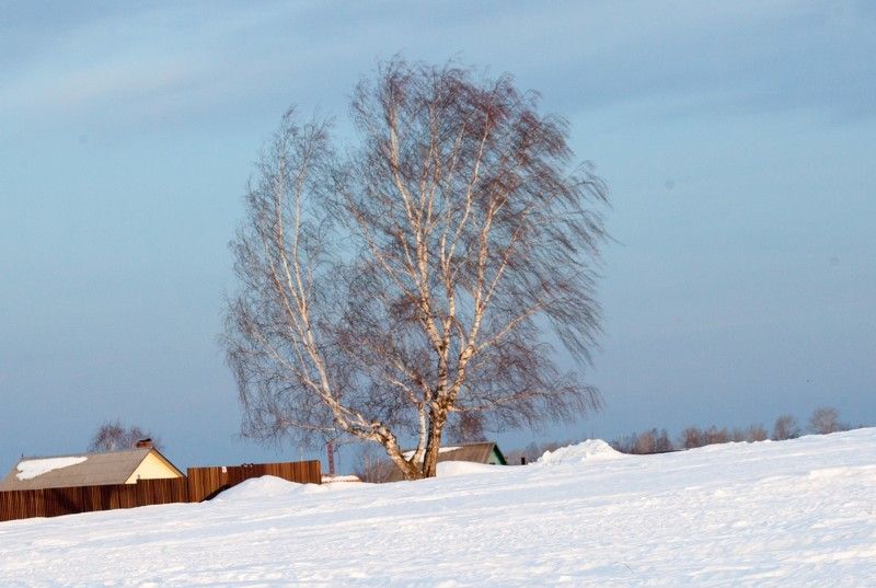 Одинокая березаphoto preview