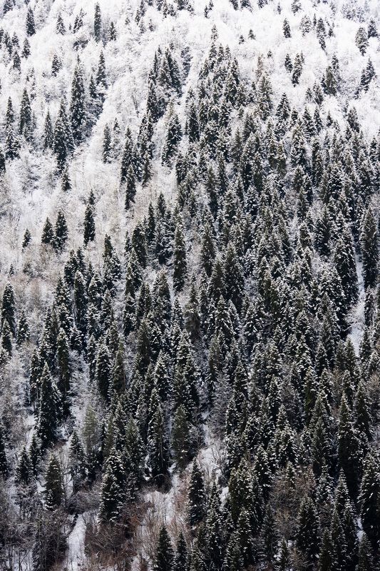 Зимний лесphoto preview