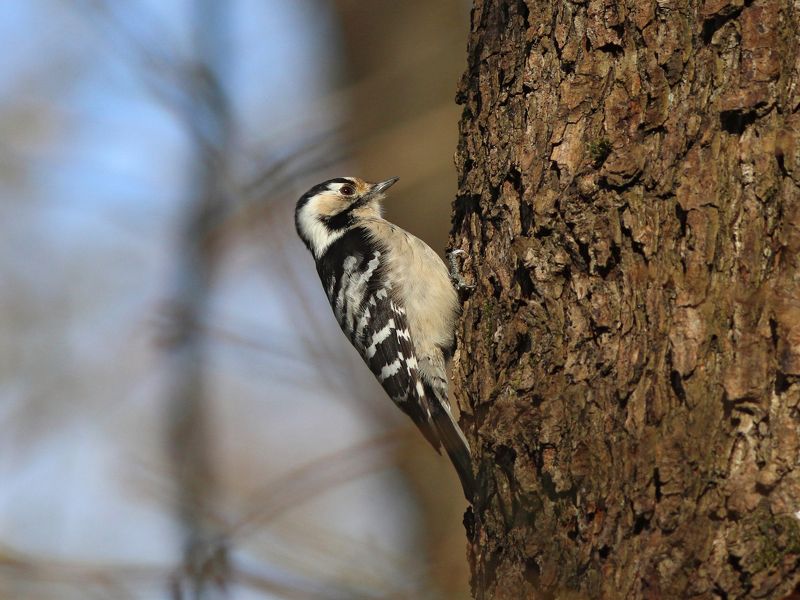 малый пёстрый дятел, дятел,, dendrocopos minor, lesser spotted woodpecker, woodpecker, парк имени макса ашманна Малая пёстраяphoto preview