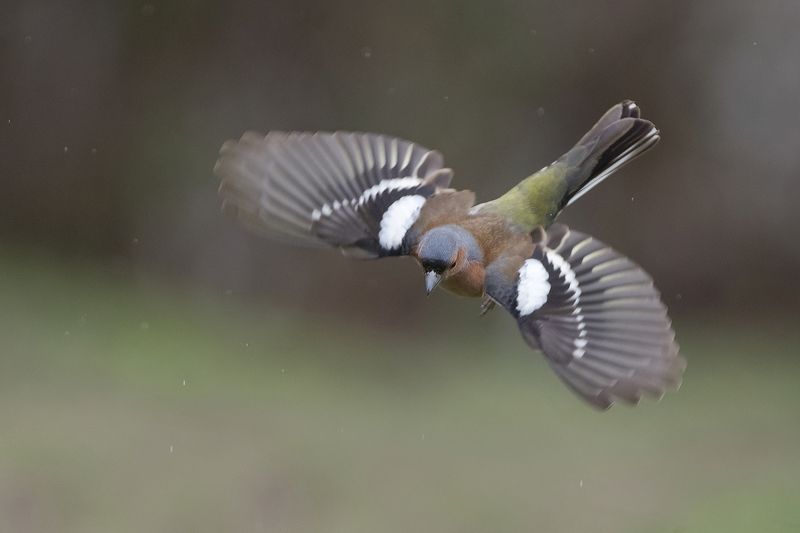 Зяблик под дождемphoto preview