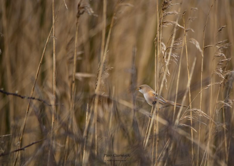 bearded tit, birds, animals, nikon bearded tit photo preview