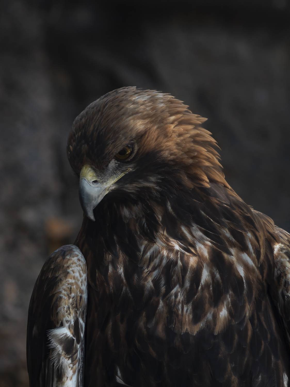Беркут. Московский зоопарк. Автор: Денис Пронин , Денис Пронин