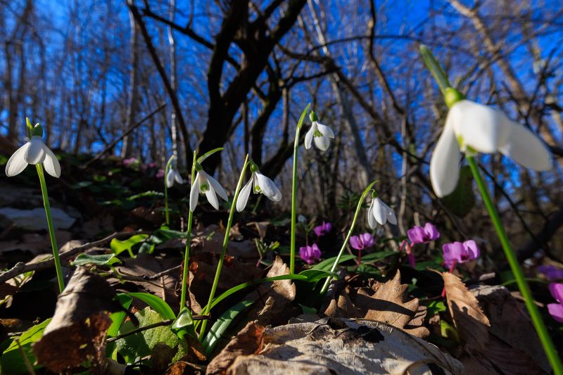 #цветы #макро #природа #фауна #сочи #лес #зима #весна #растения Сочи, февральский лес.photo preview