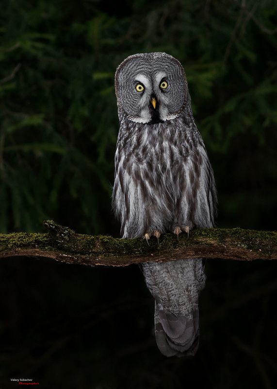 Бородатая неясыть фото превью