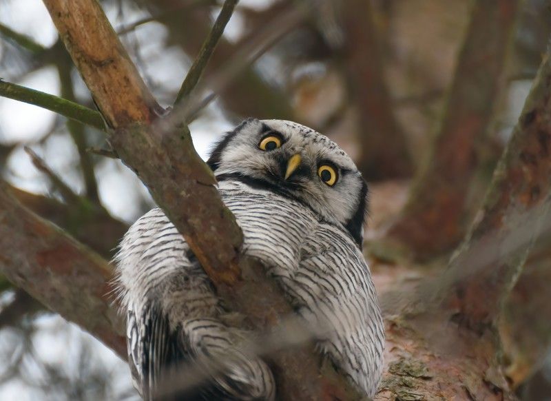 сова птицы животные owl Ты кто??? - Who are you???photo preview