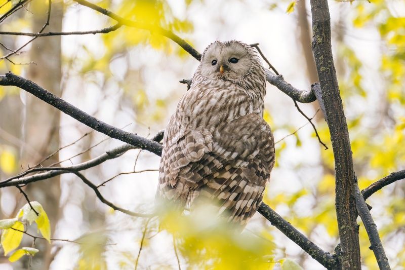сова, уральская, неясыть, длиннохвостая Уралкаphoto preview