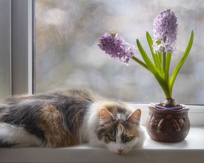 фото животных, кошки, домашние животные, питомцы, цветы, гиацинт Весенний сплинphoto preview