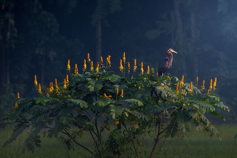 Flower birdphoto preview