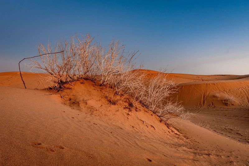 wild land фото превью