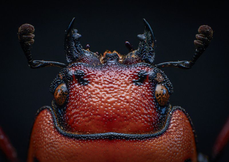 macro, nature, beetle, insect, closeup Beetlephoto preview