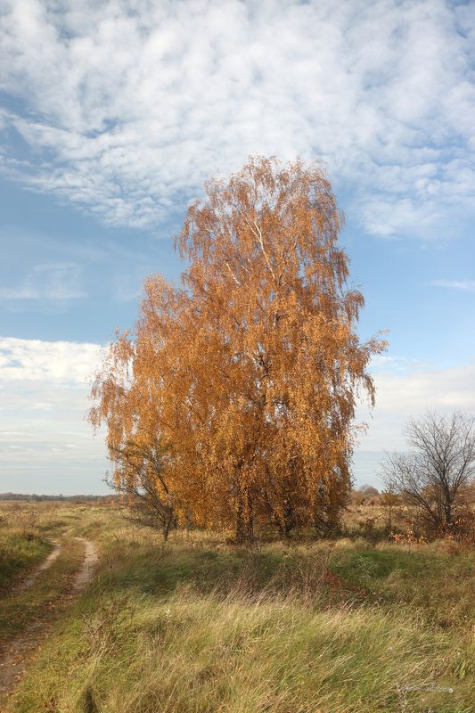 берёза, дерево, осень, день, сентябрь, лес,Калининградская область, Мамоново, Россия, фотография, 2022, birch, tree, autumn, day, September, forest, Kaliningrad region, Mamonovo, Russia, photography Берёза.photo preview