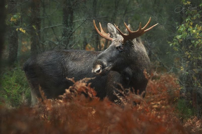 лось, гон, осенний гон, животные, сохатый, красный бор, беларусь, красный бор беларусь, elk, европейский лось Сохатый фото превью