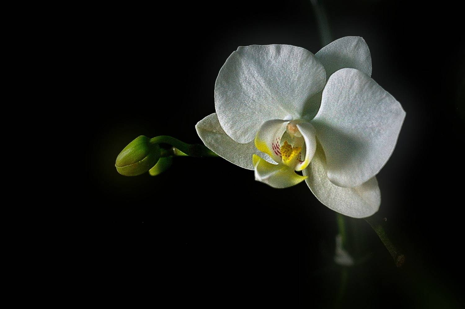 , Николаев Владимир