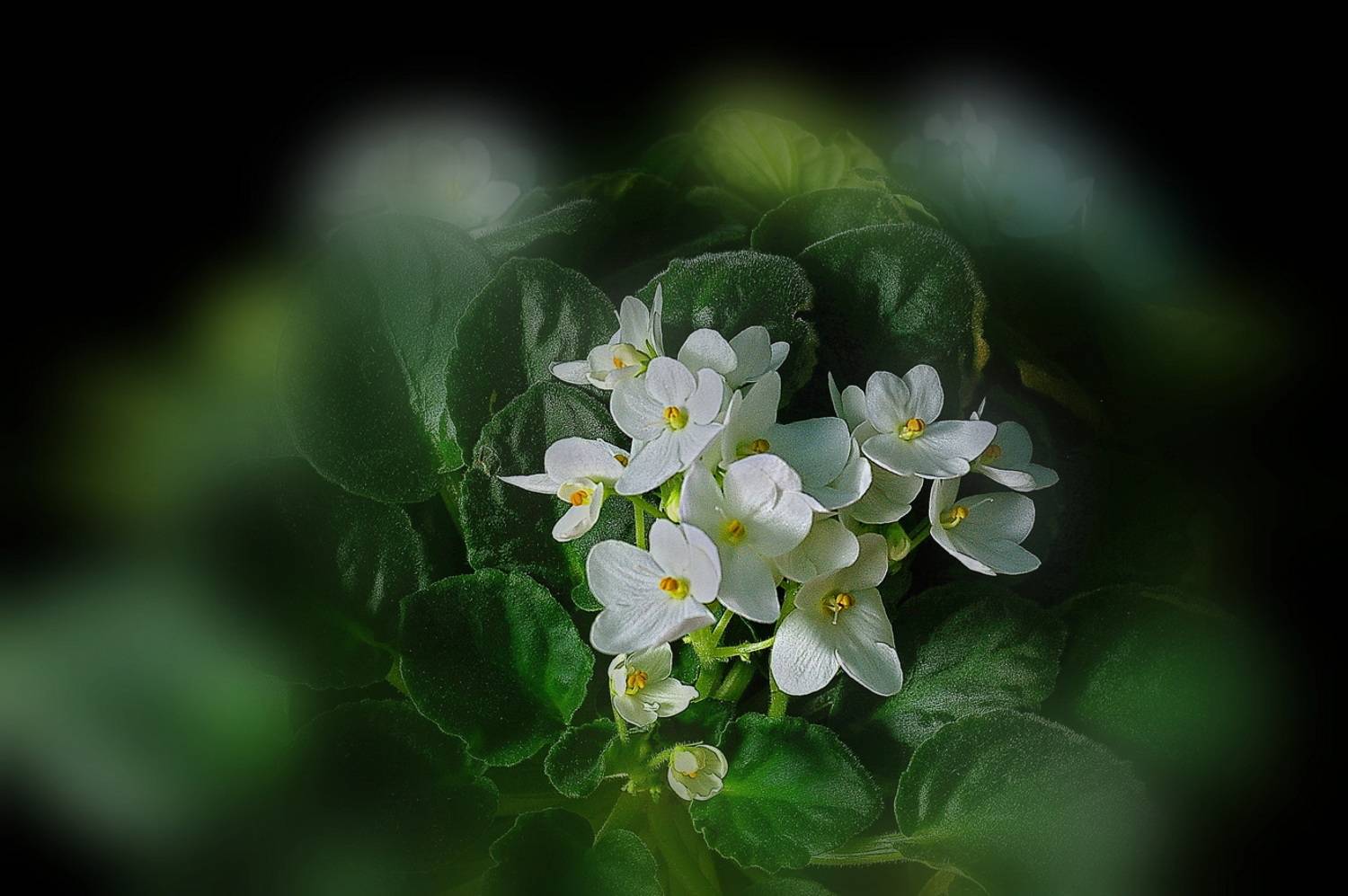 , Николаев Владимир