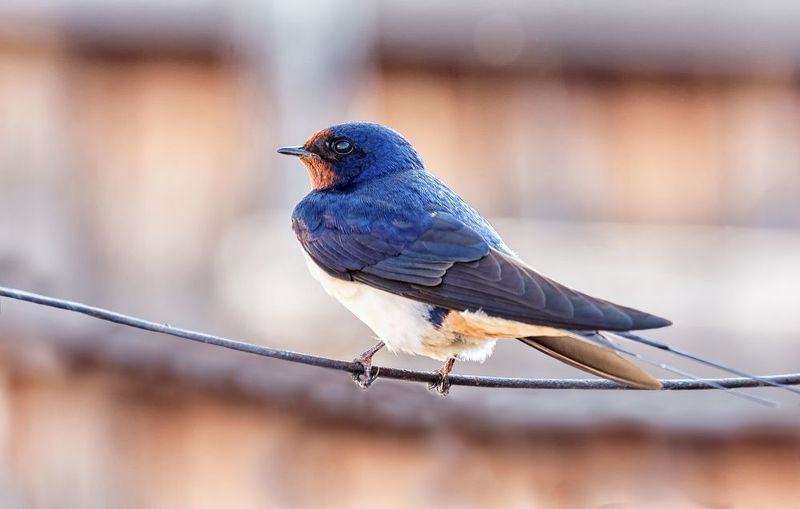 птицы, ласточка, Деревенские ласточки.photo preview