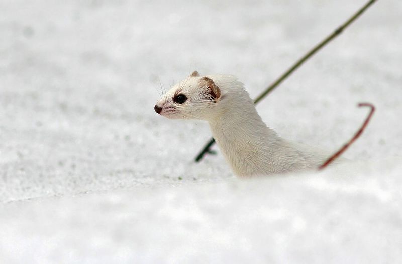 Ласкаphoto preview