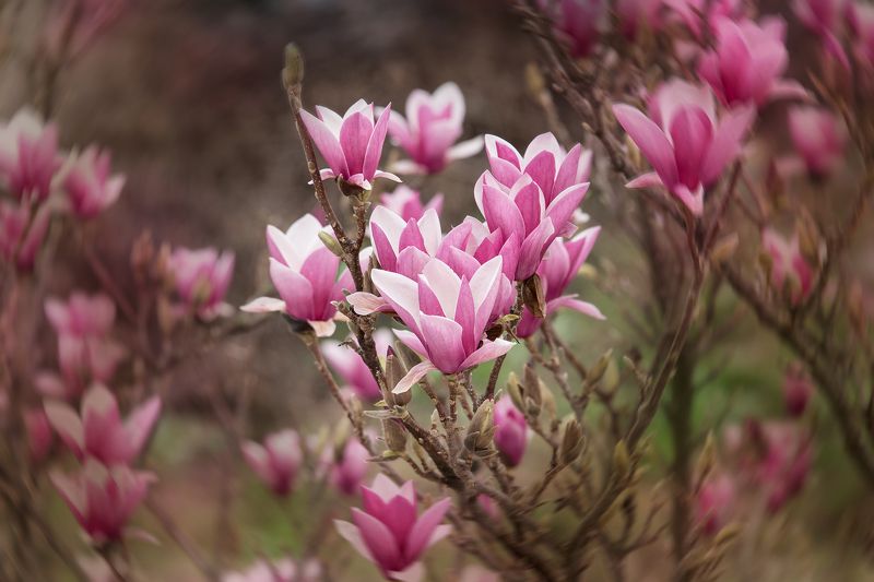 blossom, color, colors, color image, digital, editing, flower, green, magnolia, nature, photograph, photography, plant, plants, red, tree, trees, Magnolia Blossomsphoto preview