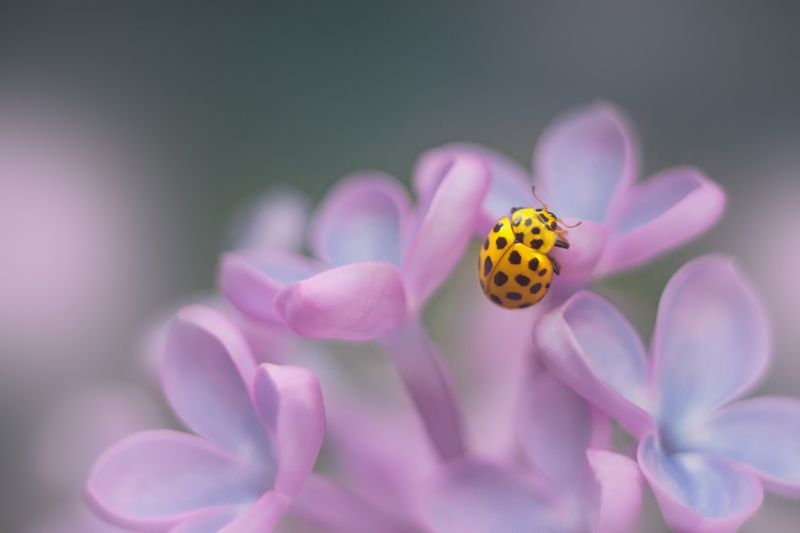 весна, сирень, божья коровка Веснаphoto preview