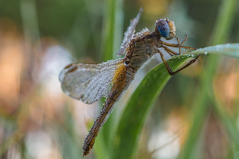 Стрекоза в заморозке, в росеphoto preview