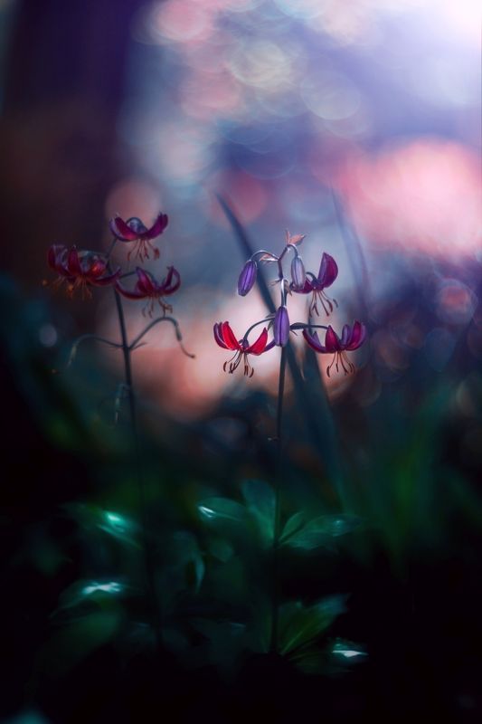 blue,flowers,light,green,red,exterior,bokeh,nature, Blue фото превью