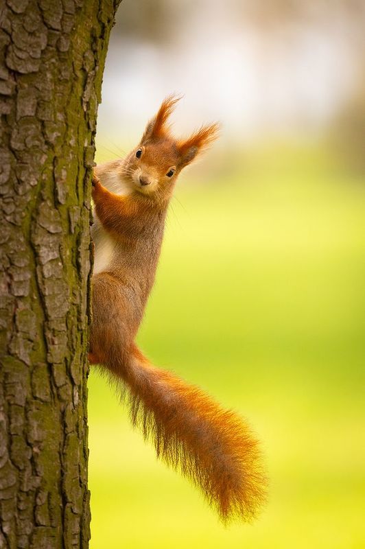 Squirrelphoto preview