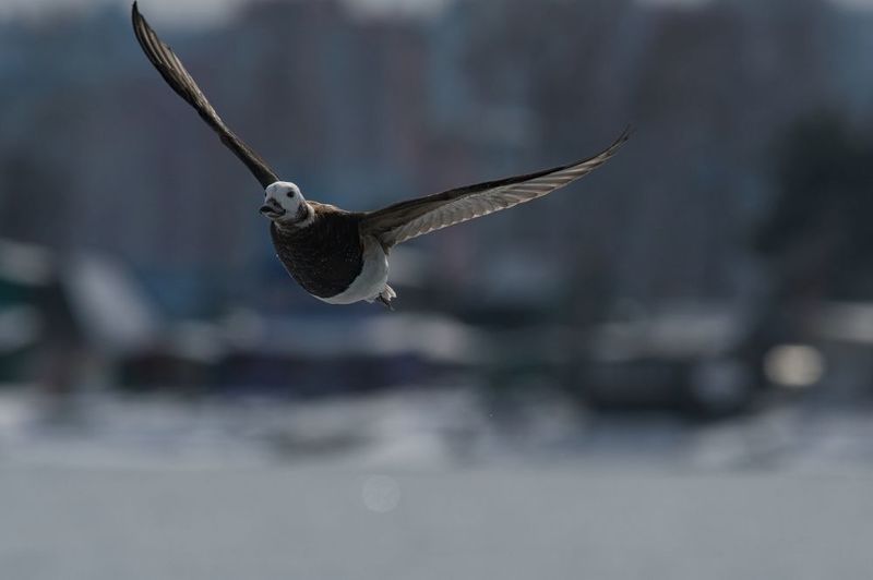 Морянкаphoto preview