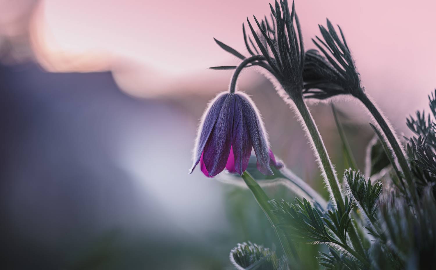 Встречая рассвет.... Автор: Зеленько Дмитрий , Зеленько Дмитрий