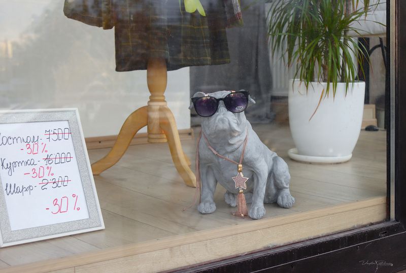 витрина, магазин, Калининград, фотография, собака, очки, дизайн, стекло, Свирин Вадим, улица, город, 2022, showcase, store, Kaliningrad, photography, dog, glasses, design, glass, Vadim Svirin, street, city Калининградские витрины.photo preview