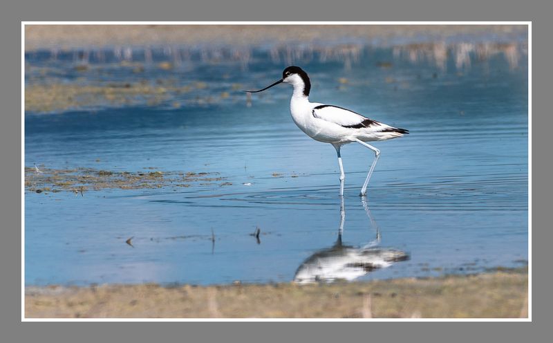 птица озеро  Шилоклювкаphoto preview