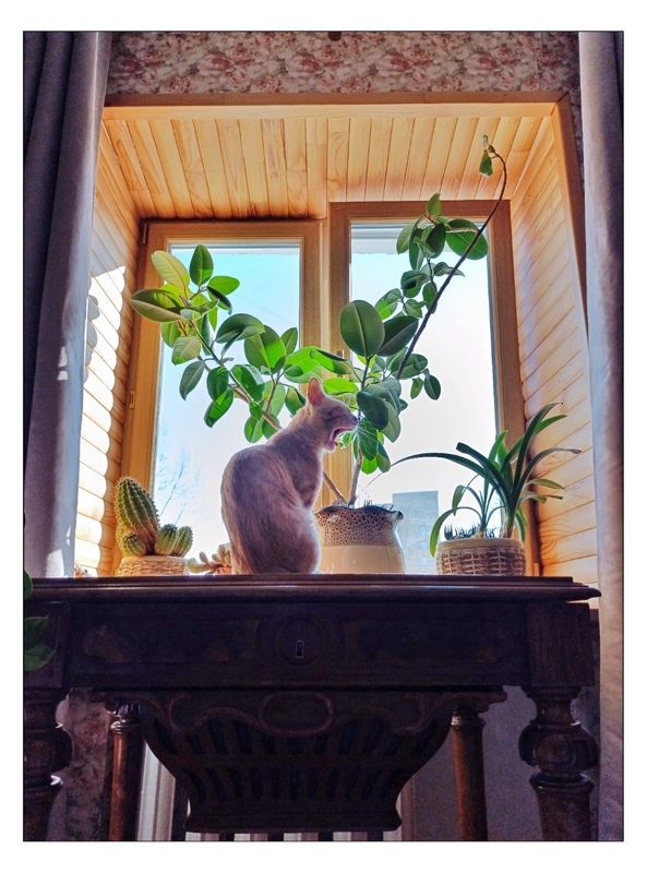 Кото-вазочка \