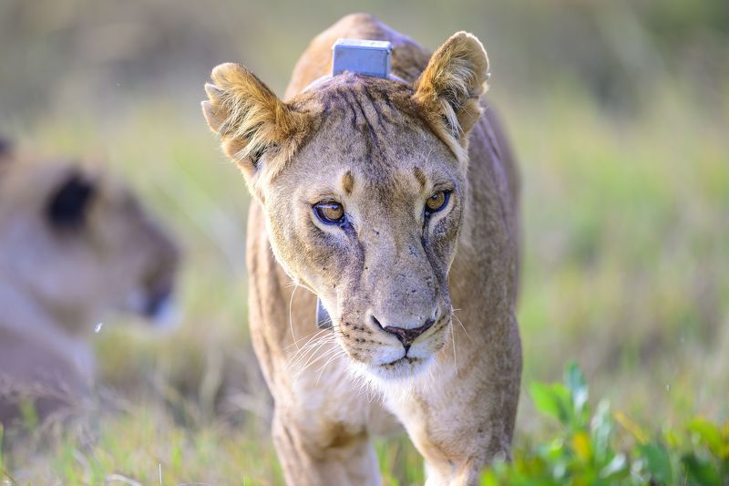 Взглядphoto preview