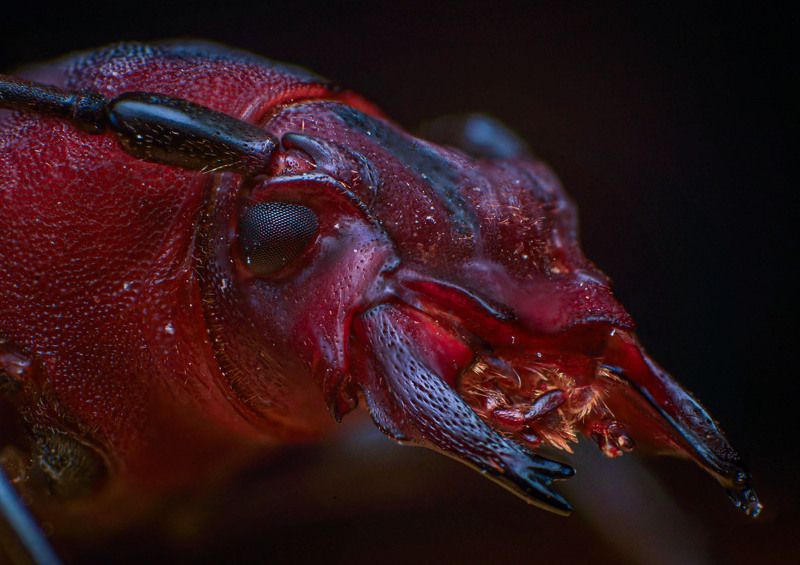 macro, nature, insect, beetle, closeup Wood borerphoto preview