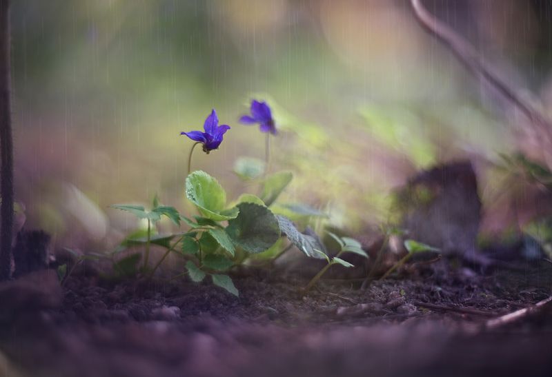 Лесная фиалкаphoto preview