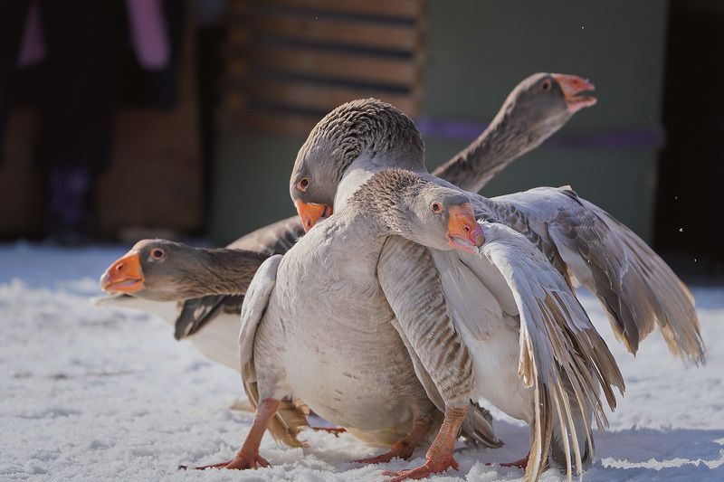 Гусиные бои на масленичных гуляниях.photo preview