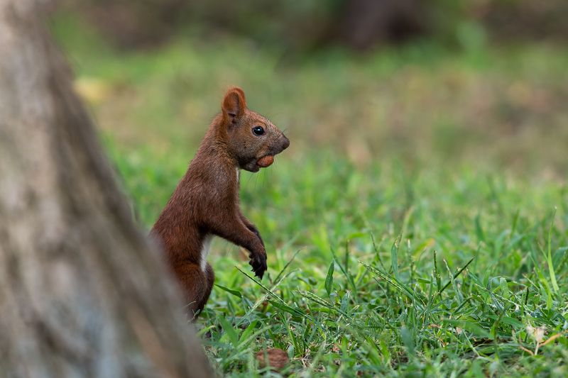 Sciurus vulgaris, volgograd, russia, wildlife,  Sciurus vulgarisphoto preview