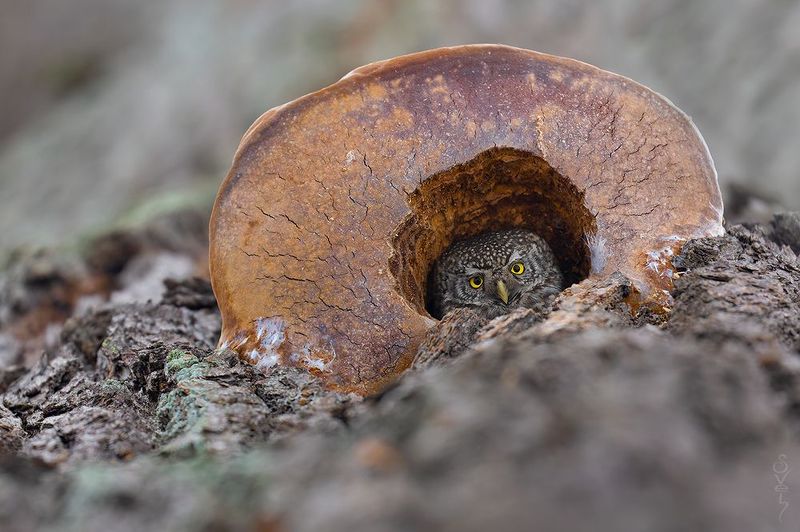 воробьиный сыч шляпникphoto preview