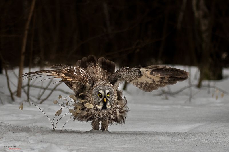 Высокая мода фото превью