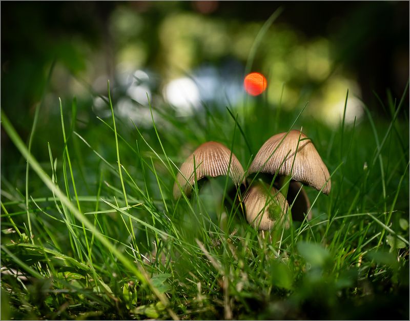 макро,природа Про грибыphoto preview