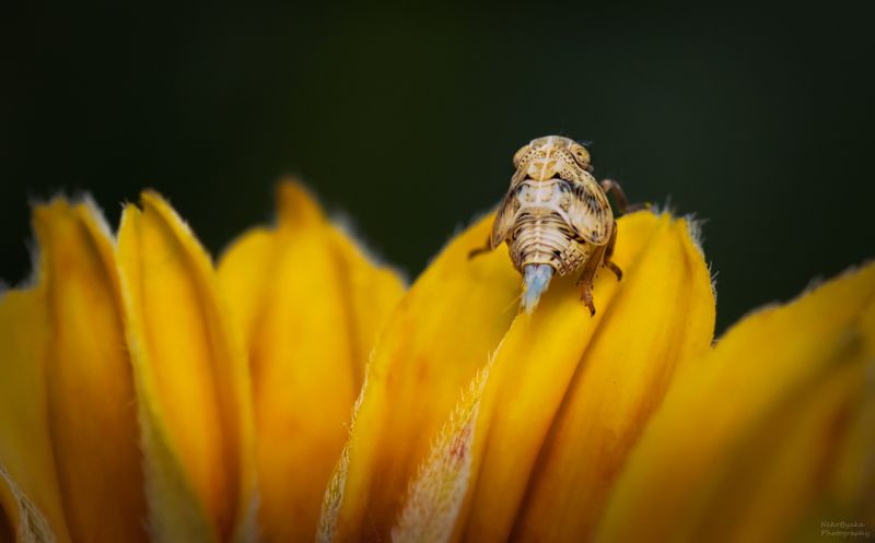 макро, природа, лето, насекомые, нимфа, цветы, macro, nature, summer, insects, nymph, flowers, Issidaephoto preview