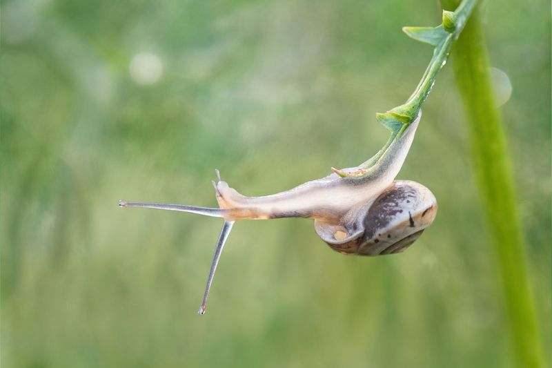 *И акробаты, и эквилибристы...photo preview