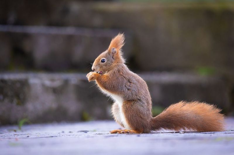 Squirrelphoto preview