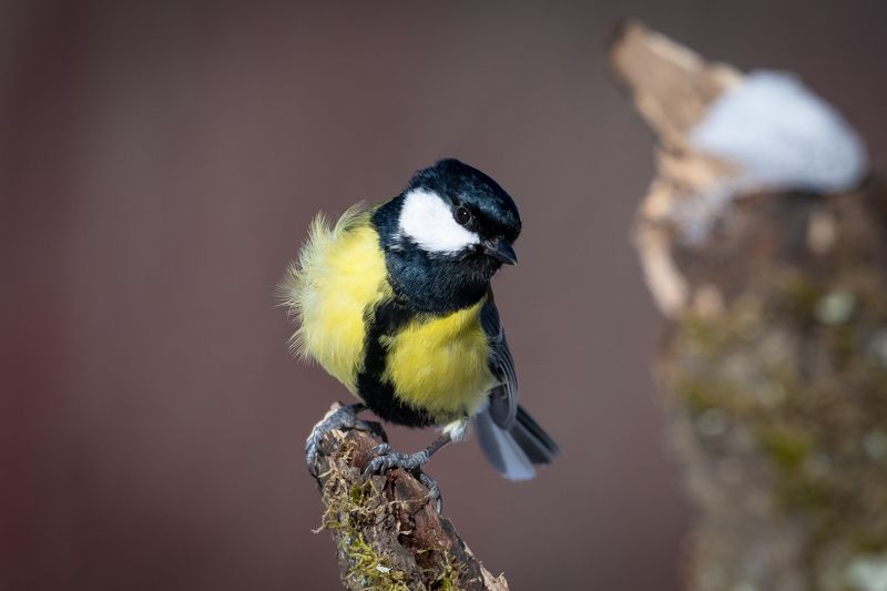 синица, зима, птицы, птаха А у меня жилет из одуванчиковphoto preview