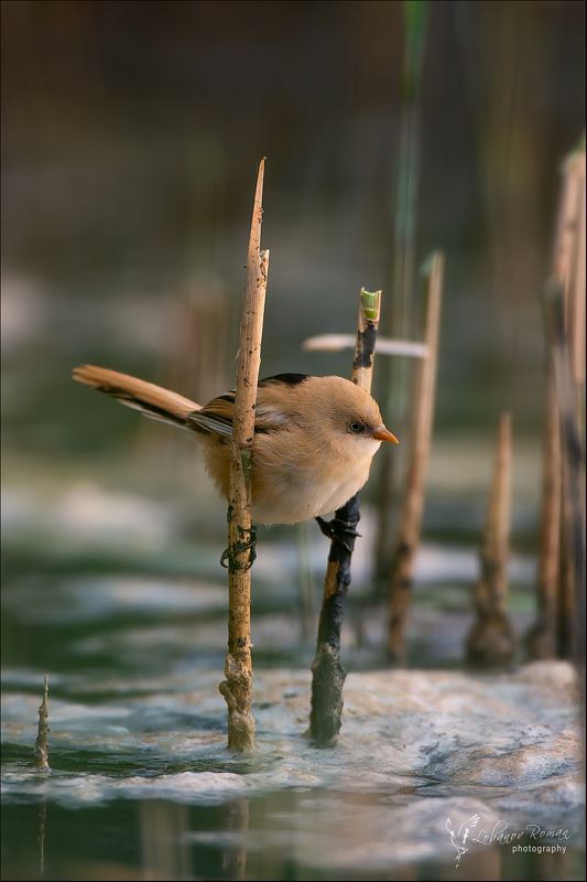 Ходулист фото превью