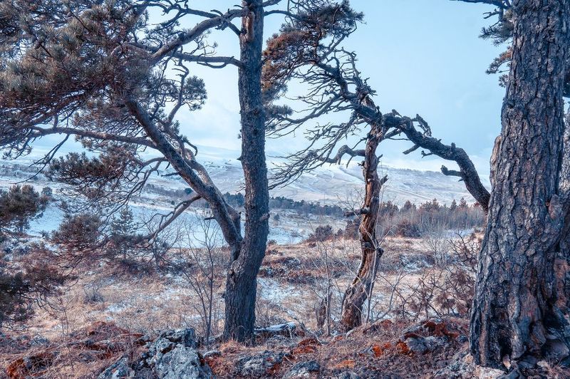 Среди сосенphoto preview