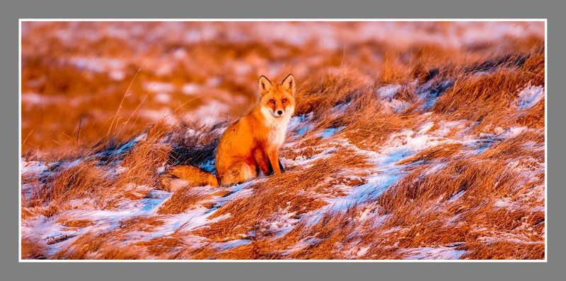 лиса степь закат  Лисица в лучах заходящего солнца photo preview