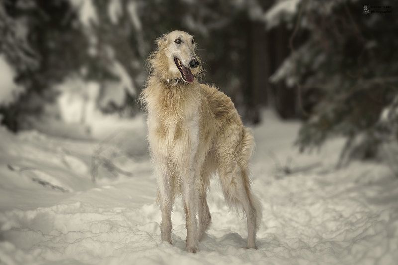 Устинphoto preview