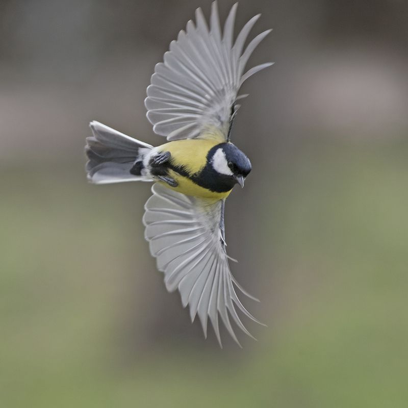 Большойphoto preview